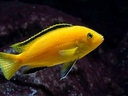 Лабидохромис Еллоу (Labidochromis caeruleus var. “Yellow”) или Цихлида-колибри